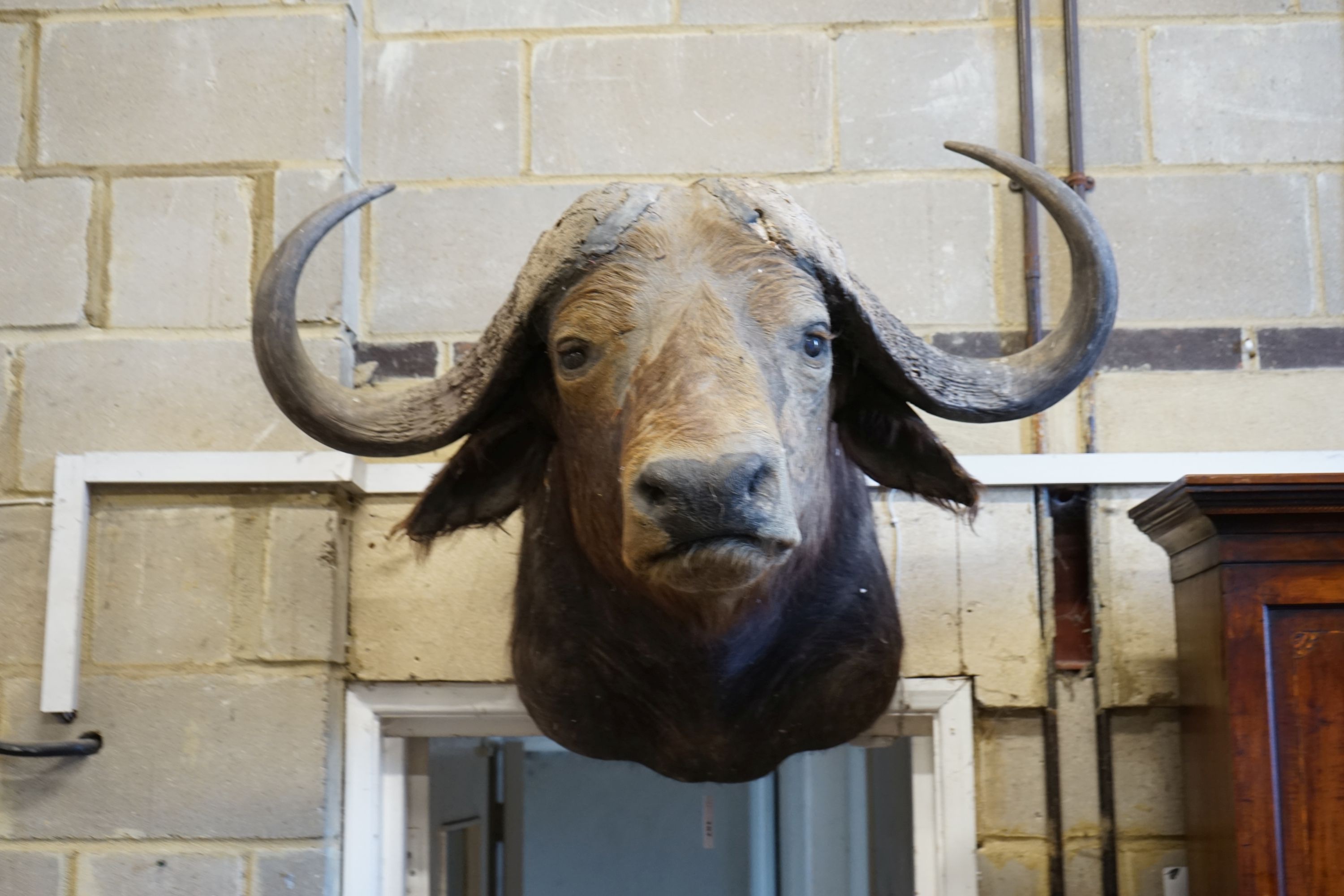 A mounted African Cape Buffalo taxidermy head